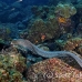 moray_spotted_fine_wolf_h_0195_ecu0681.jpg